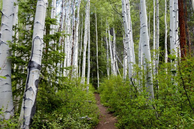 Aspen grove along Cathedral Lake Trail