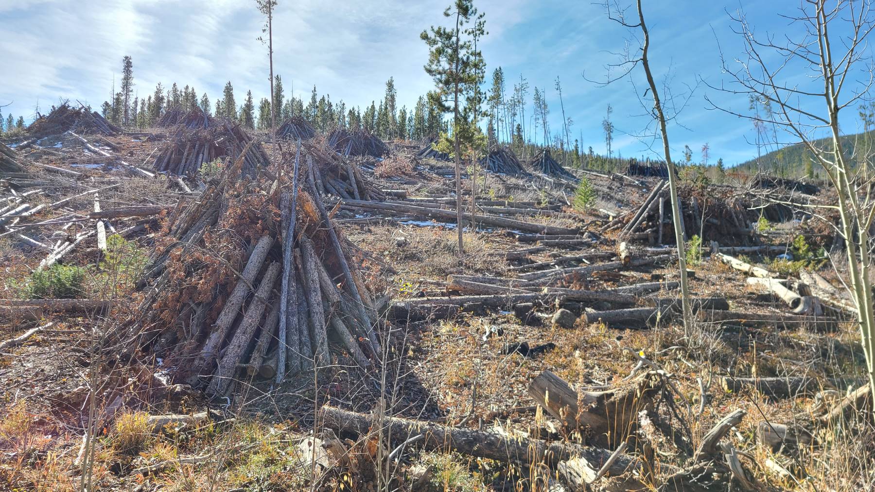 US Forest Service wood piles in White River National Forest for wildfire prevention