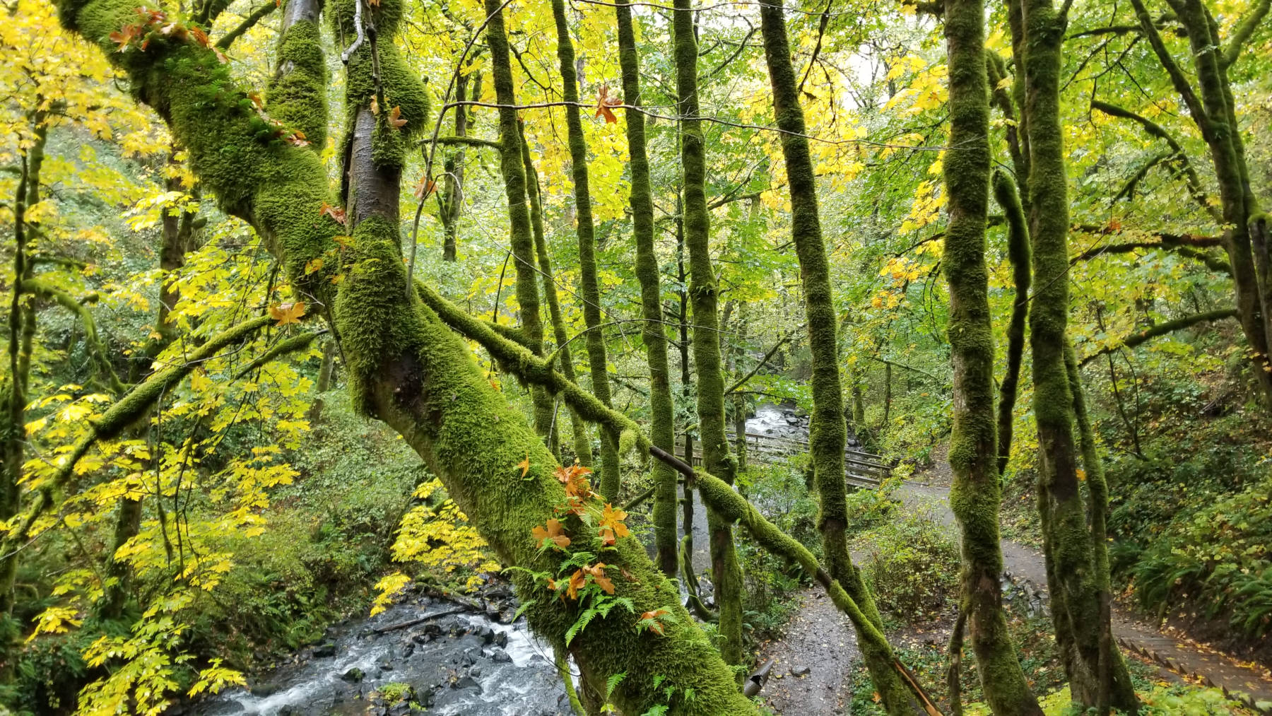 The beautiful terrain while hiking through Oregon - Hello Trail