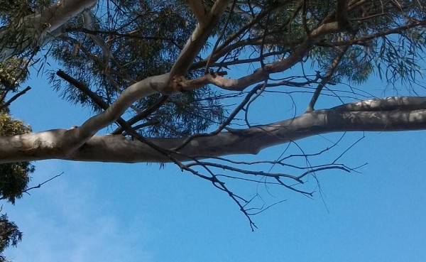 Dead tree limb