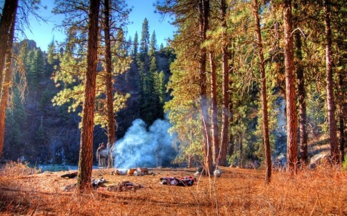 Campsite in the woods