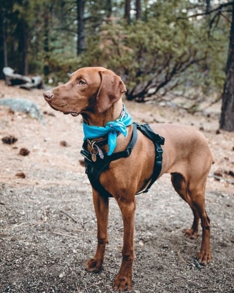Colorado Dog Friendly Hiking Trails