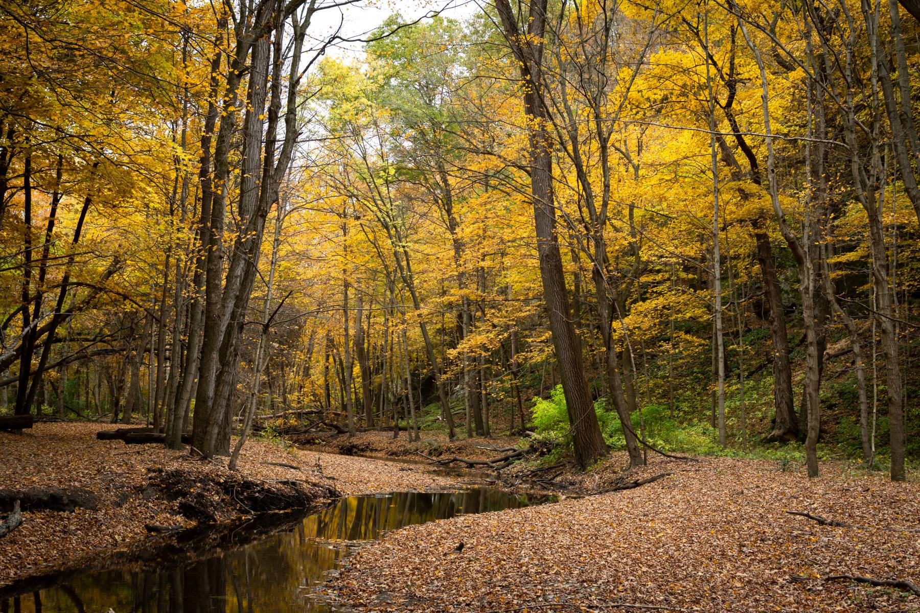 Starved Rock State Park has some of the best fall foliage in Illinois