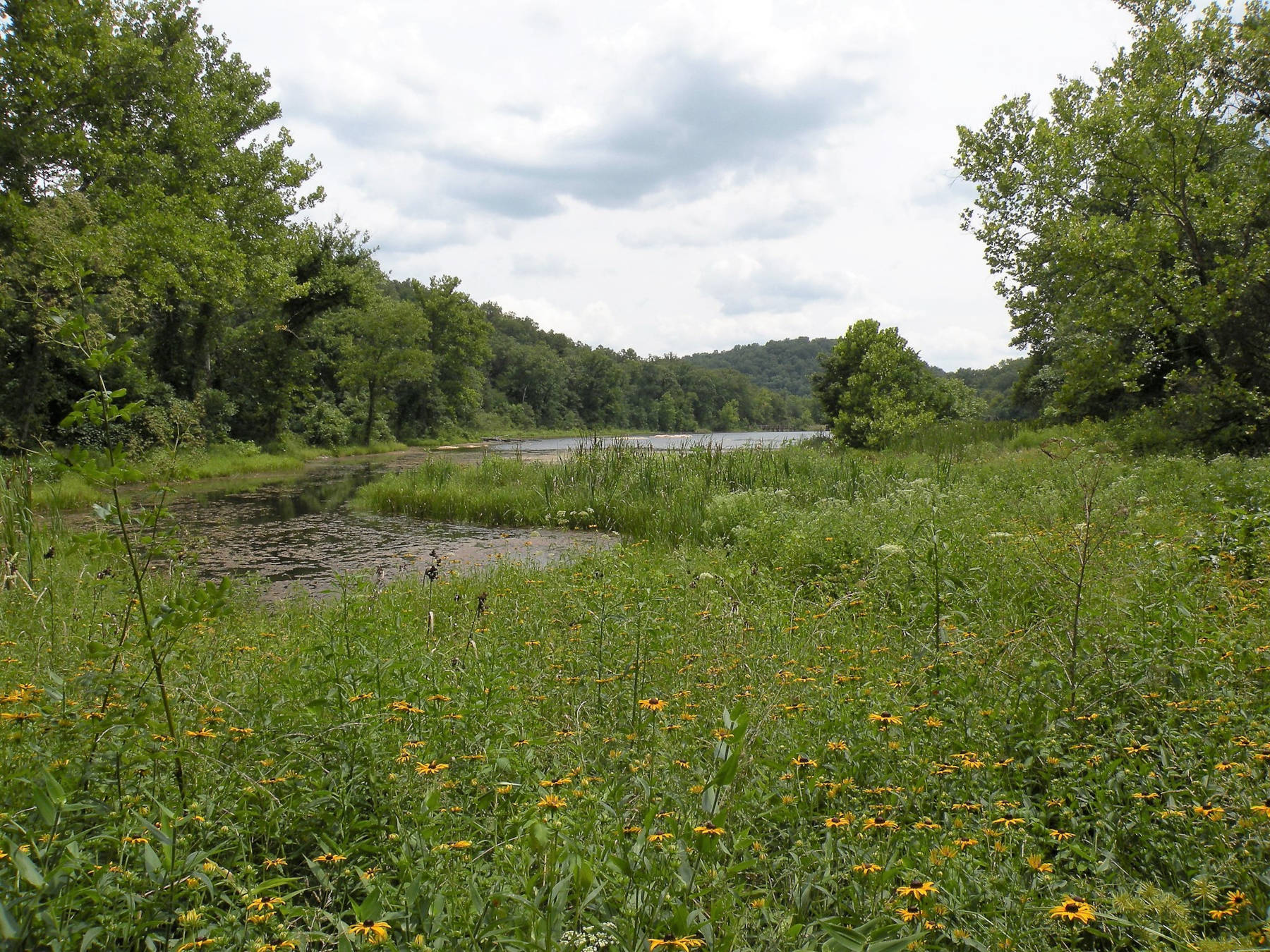 The many wildflowers you'll see along trails while hiking in Mark Twain National Forest - Hello Trail