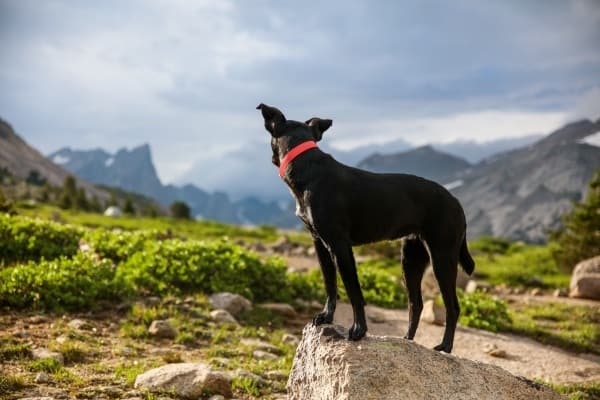 Hiking with your dog