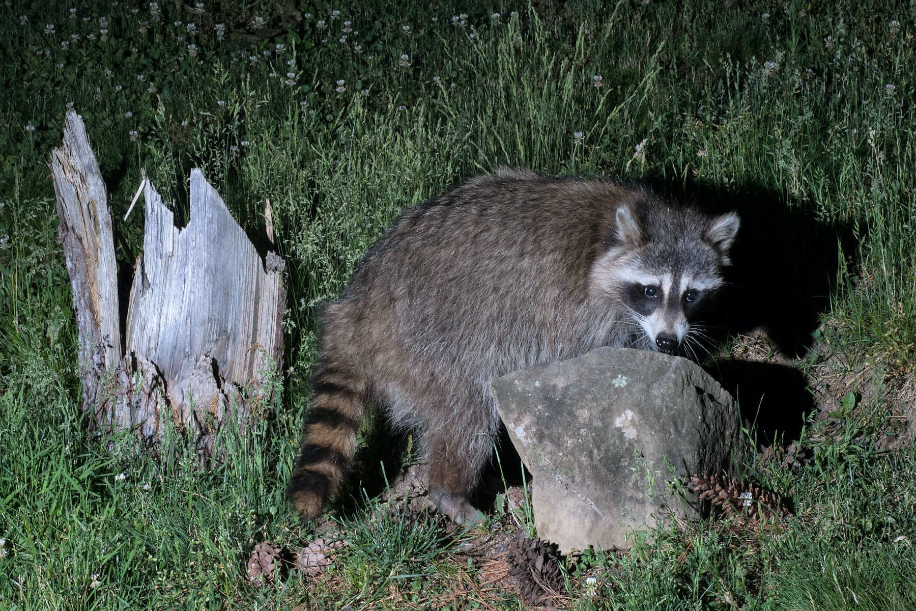 Raccoons at night searching for food at a campsite - HelloTrail