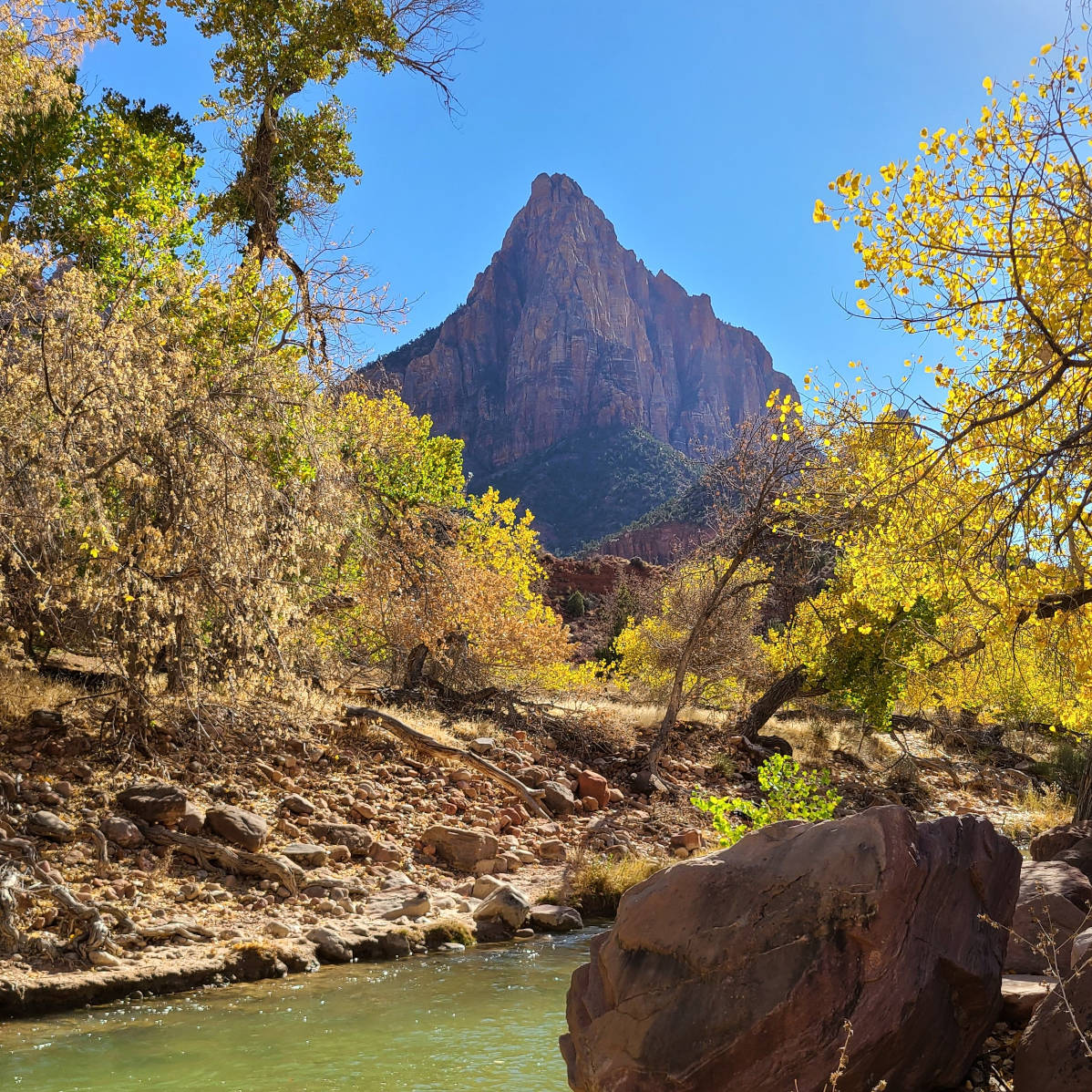 View of The Watchman from the Virgin River in Zion National Park - HelloTrail