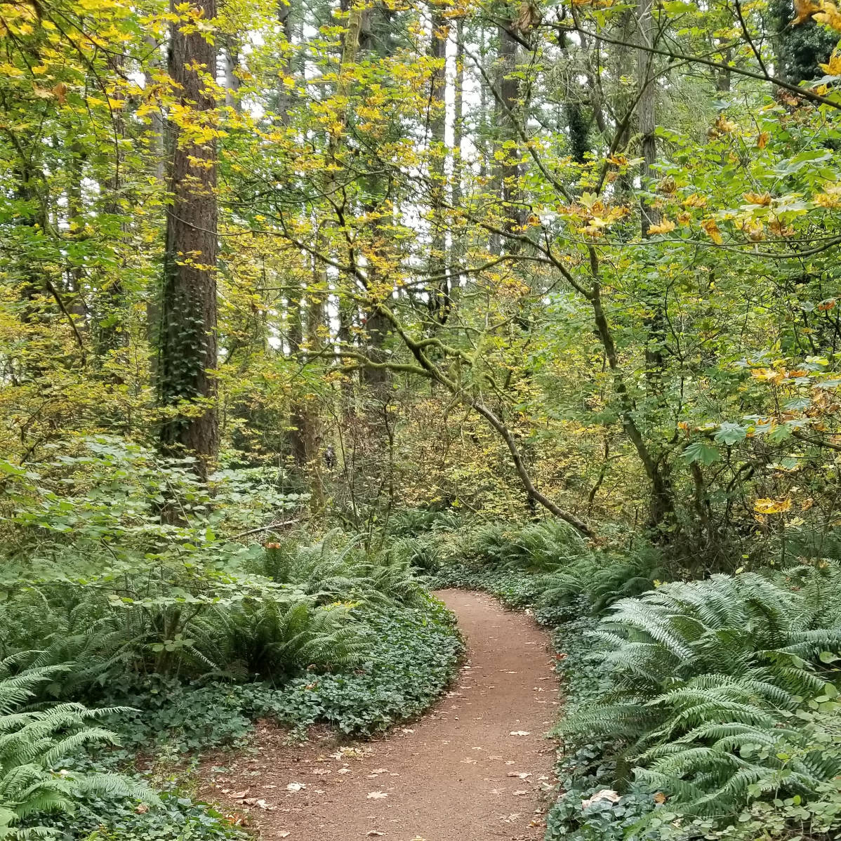 A forest hiking path in Washington State - HelloTrail.com