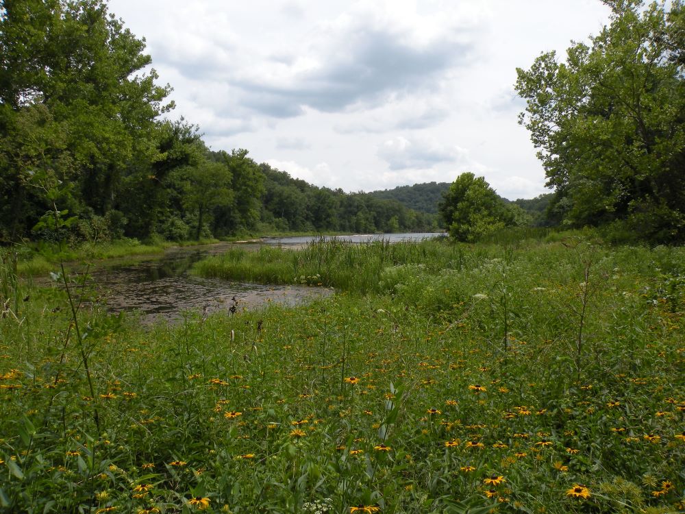 Wildflowers in Mark Twain National Forest